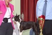 BOB_Clubsiegerin_Boston_Terrier__2016